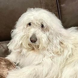 Luna - Goldendoodle