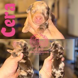 Cera - Dapple female Dachshund puppy in Hornbeck, Louisiana from A&Z Mini Dachshunds