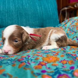 Mira (red) - Red merle female Aussiedoodle puppy in Watertown, Wisconsin from Little Bear Paws Aussiedoodles