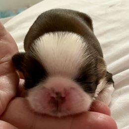 Bobby - Red and white male Shih Tzu puppy in Silver Lake, Oregon from Bling Shih Tzu