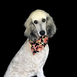 Ella - Poodle