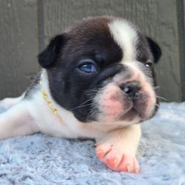 Legend - Brindle and white male French Bulldog puppy in Puyallup, Washington from Ohana Bulldogs PNW