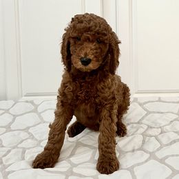 Girl 1 - Red  Goldendoodle puppy in Mount Juliet, Tennessee from Furever Doodle Co