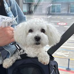 Jessika - Maltipoo