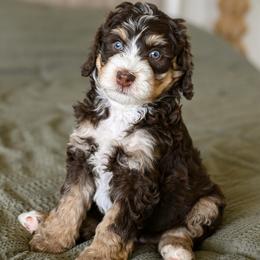 Poppy - Brown and white female Bernedoodle puppy in Tucson, Arizona from Sun Valley Goldendoodles