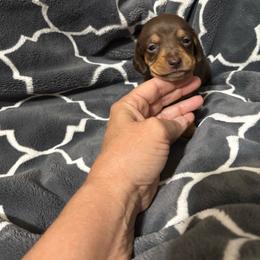 Boy 2 - Chocolate and tan male Dachshund puppy in Pocola, Oklahoma from D & F Doxies