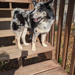 Pomsky Puppies from Wolfpack Pomskies
