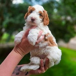 Olsen - Parti male Goldendoodle puppy in Austin, Texas from Cedarcrest Goldendoodles