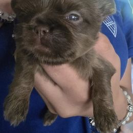 Boy 2 - Liver male Shih Tzu puppy in Green Valley Lake, California from All American Shih Tzu Puppies