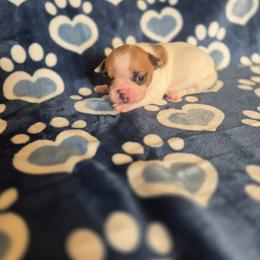 Cupid - Fawn and white male French Bulldog puppy in Alexander City, Alabama from Lake Martin Fancy Frenchies