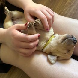 Daisy - Yellow female Labrador Retriever puppy in Rock Hill, South Carolina from North Star Retrievers