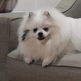 Pomeranians from NY Snow Poms