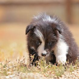 Border Collie Puppies from Balmoral Border Collies