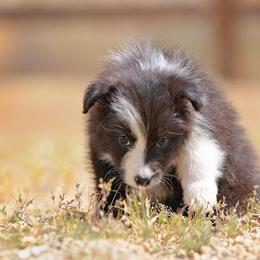 Border Collie Puppies from Balmoral Border Collies