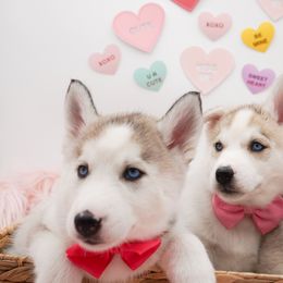 Golden Retriever, Miniature American Shepherd, and Siberian Husky Puppies from HuskiesAndGoldensWithFinesse