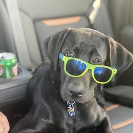 Labrador Retriever All Grown Up from Rocky Mountain Dogs - Utah