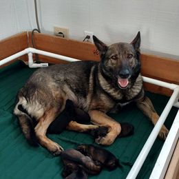Beagle and German Shepherd Puppies from Nebraska K9's