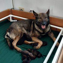 Beagle and German Shepherd Puppies from Nebraska K9's