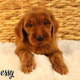 Hennessy - Red  male Goldendoodle puppy in Casa Grande, Arizona from AzDoodle Dandies