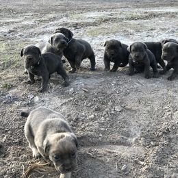 Cane Corso and Lowchen Puppies from High Royal Kennel