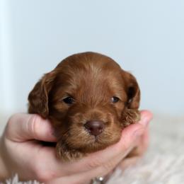 Green - Caramel red male Australian Labradoodle puppy in Williamstown, New York from Lewis Manor Labradoodles