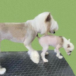 Chihuahua and Chinese Crested Puppies from Western Kentucky Chihuahua’s and Chinese Crested’s