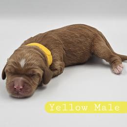 Yellow Male - Red and white male Cockapoo puppy in Mocksville, North Carolina from Hunting Creek Farms