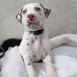 Shadow - White and liver brown male Dalmatian puppy in Hastings, Florida from Love My Spotty Dalmatians
