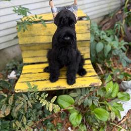 Audrey - Black female Giant Schnauzer puppy in Bois D’arc, Missouri from Down Low Kennels