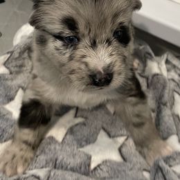 Pomeranian and Pomsky Puppies from Illinois Pomsky and Pomeranian