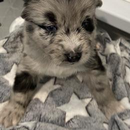 Pomeranian and Pomsky Puppies from Illinois Pomsky and Pomeranian