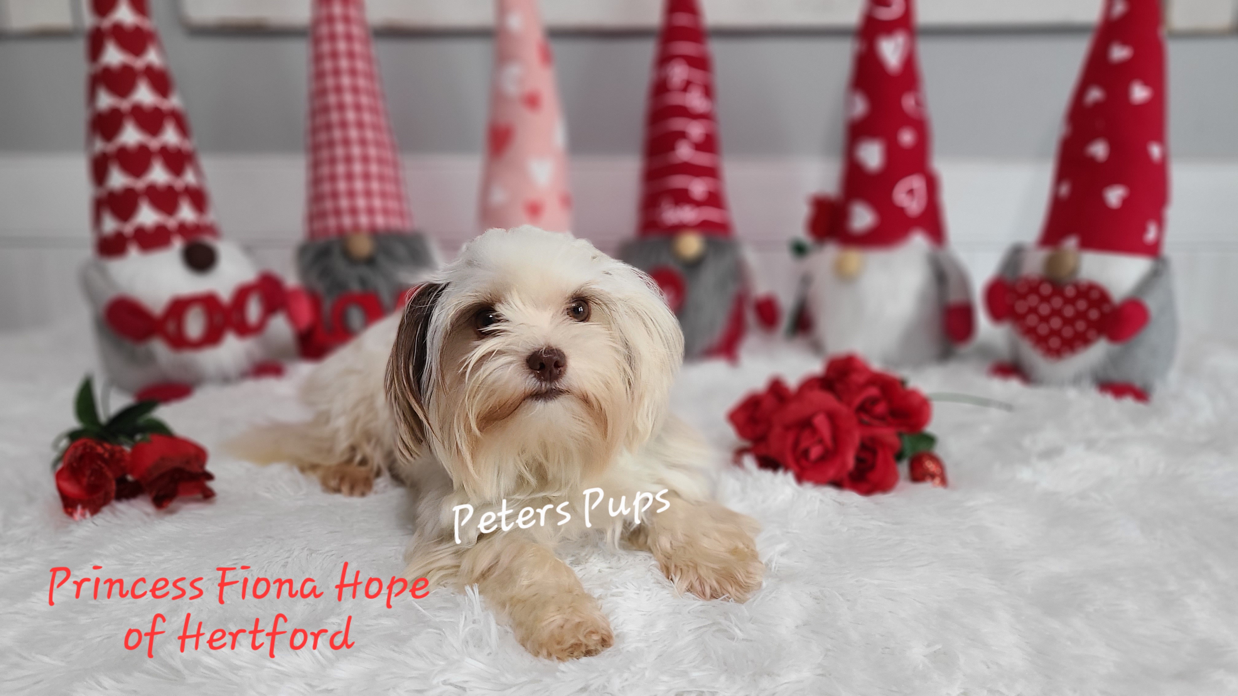 Fiona - Yorkshire Terrier