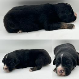Black tri male 3 - Black tri male Miniature Australian Shepherd puppy in Brooker, Florida from Honey, I Shrunk the Aussies
