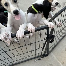 Golden Retriever and Greyhound Puppies from K and E Kennels
