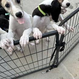 Golden Retriever and Greyhound Puppies from K and E Kennels