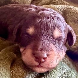 Bear - Phantom male Bernedoodle puppy in Larimer County, Colorado from Puppy Love Doodles