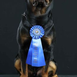 Cardigan Welsh Corgi, Keeshond, and Rottweiler All Grown Up from KeeRocka Show Dogs