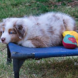 Australian Shepherd Puppies from Dream E River Ranch