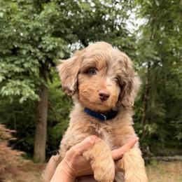 Aussiedoodle, Bordoodle, Goldendoodle, and Poodle Puppies from Korbella Farm