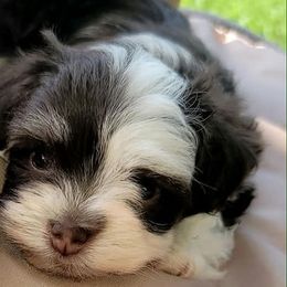 Havanese, Havapoos, and Poodles from SweetasChocolateHavanese