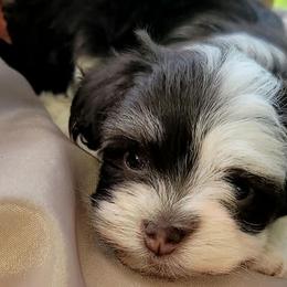 Havanese, Havapoos, and Poodles from SweetasChocolateHavanese