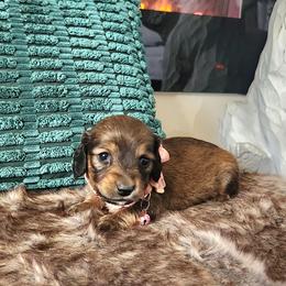 AKC Meet Cece :) - Sable female Dachshund puppy in Centerville, Iowa from Barnyard Dachshunds, Dals & Doodles
