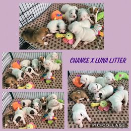 Staffordshire Bull Terrier Puppies from Rockstaff Staffords