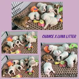 Staffordshire Bull Terrier Puppies from Rockstaff Staffords