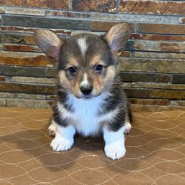 Boy 2 - Black and tan male American Corgi puppy in Visalia, California from VIP Stables