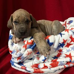 Great Dane Puppies from DeBruce Danes