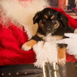 Butterscotch Bill - Black tri Miniature Australian Shepherd puppy in Tennessee from Coolsprings Aussies