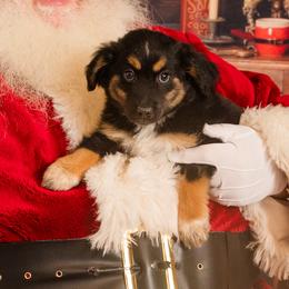 Butterscotch Bill - Black tri Miniature Australian Shepherd puppy in Tennessee from Coolsprings Aussies