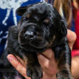Female 2 - Black and rust female Doberman Pinscher puppy in China Township, Michigan from Snell's Superior Kennel Dobermann & GSP