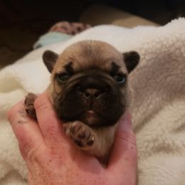 French Bulldog Puppies from Relic French Bulldogs
